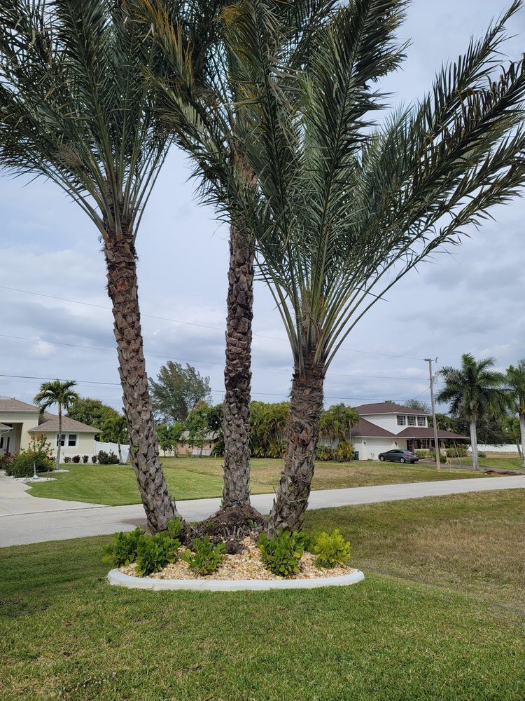 Three palm trees with green fronds, surrounded by shrubs and mulch, on a grassy lawn.