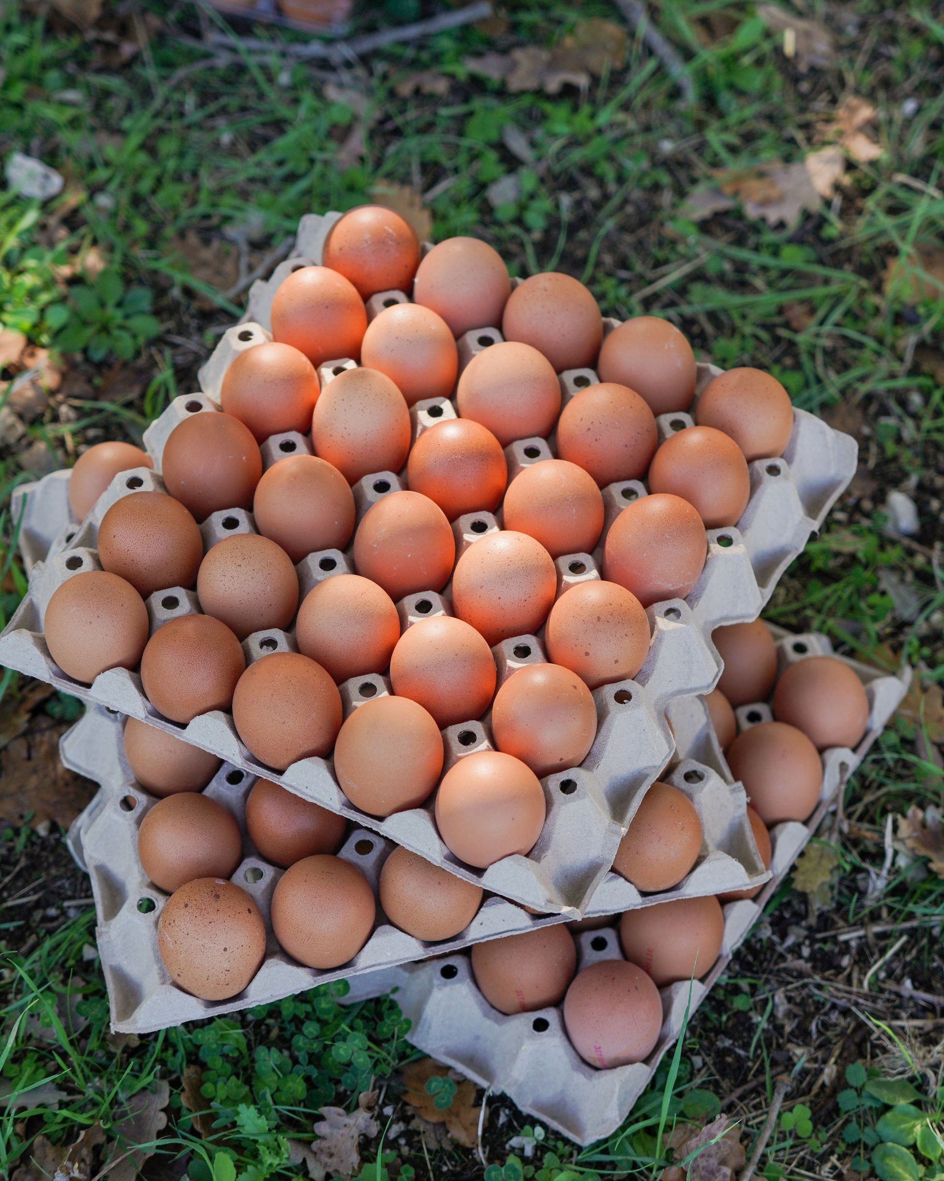 Due uova di gallina marroni.