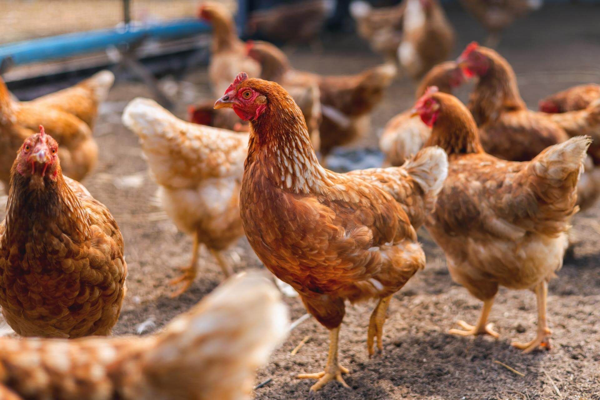 Galline marroni si radunano all'aperto, con le creste rosse visibili, e si guardano intorno.