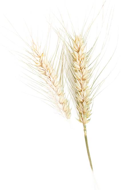 Steli di grano su uno sfondo bianco, giallo pallido, reste sottili.