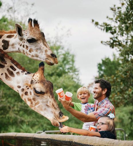 A man and two children are feeding giraffes at a zoo.