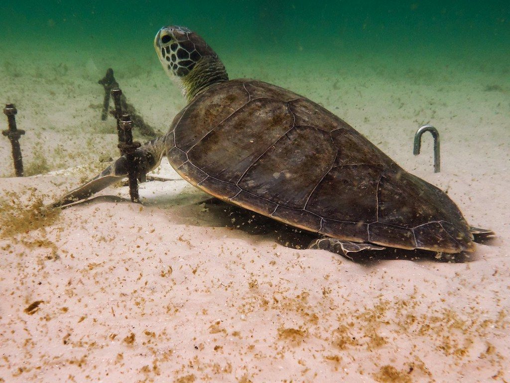 A sea turtle is laying on the sand near an anchor.