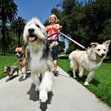 Vet Clinic — Women Walking with Dogs in Newbury Park, CA