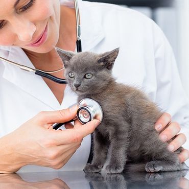 Pet Hospital — Kitten on Checkup in Newbury Park, CA