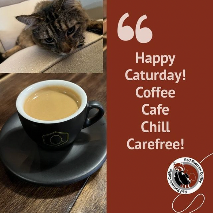 Cat resting near coffee; 