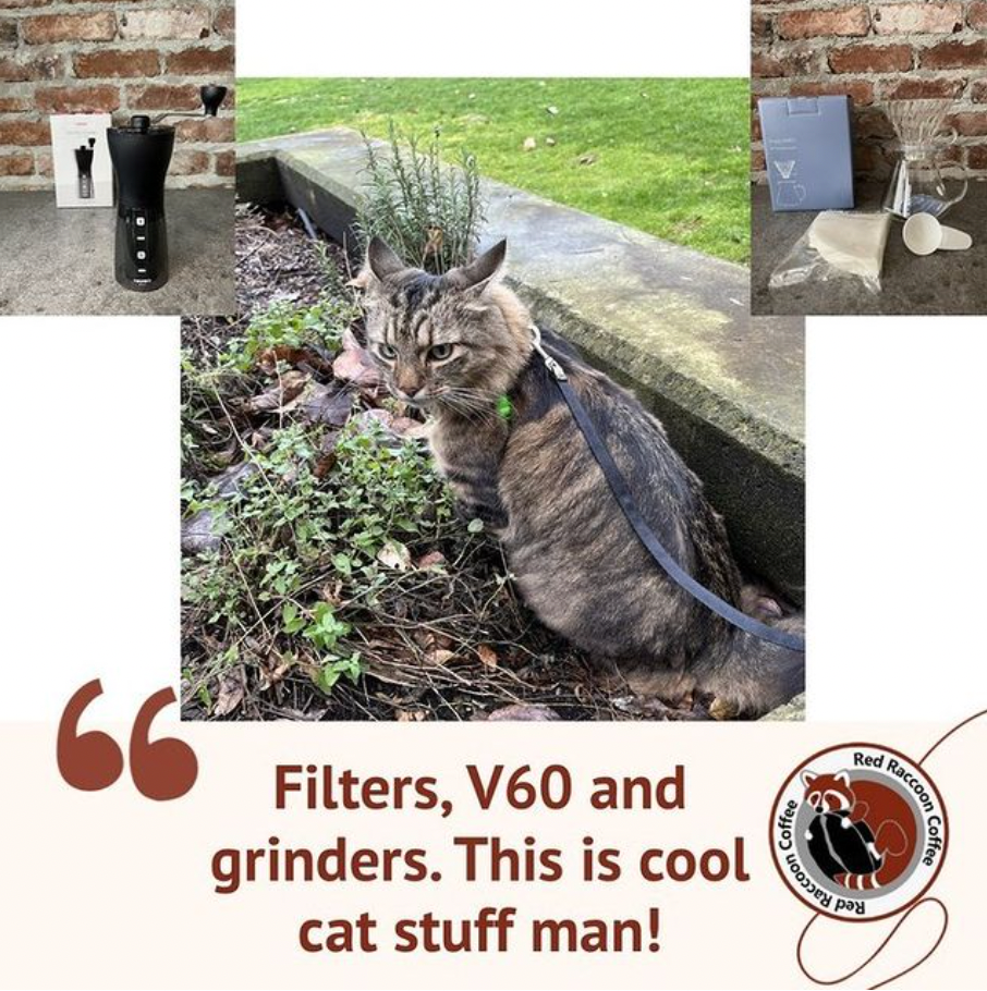 Cat on a leash by a wall, with coffee equipment in boxes. Quote: 