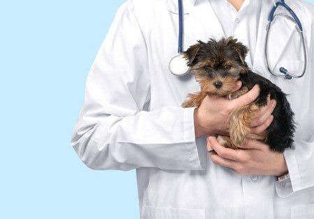 veterinario per cani