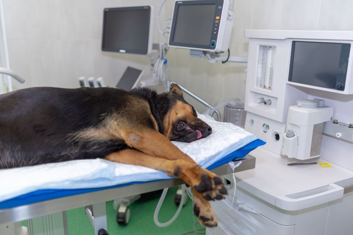 cane a seguito di un intervento veterinario specialistico