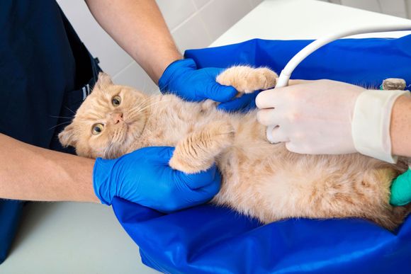 visita di un gatto da veterinario