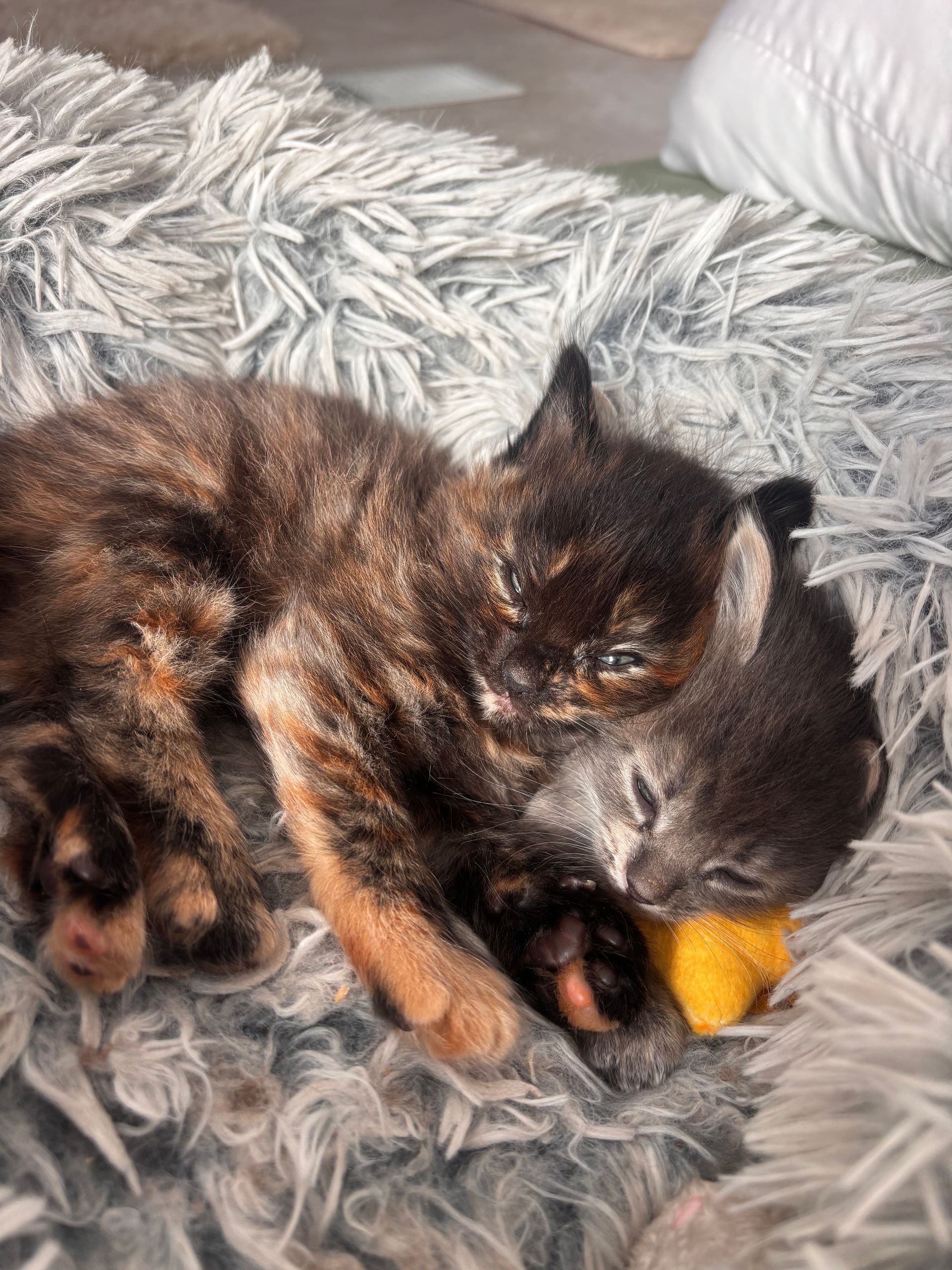 kittens