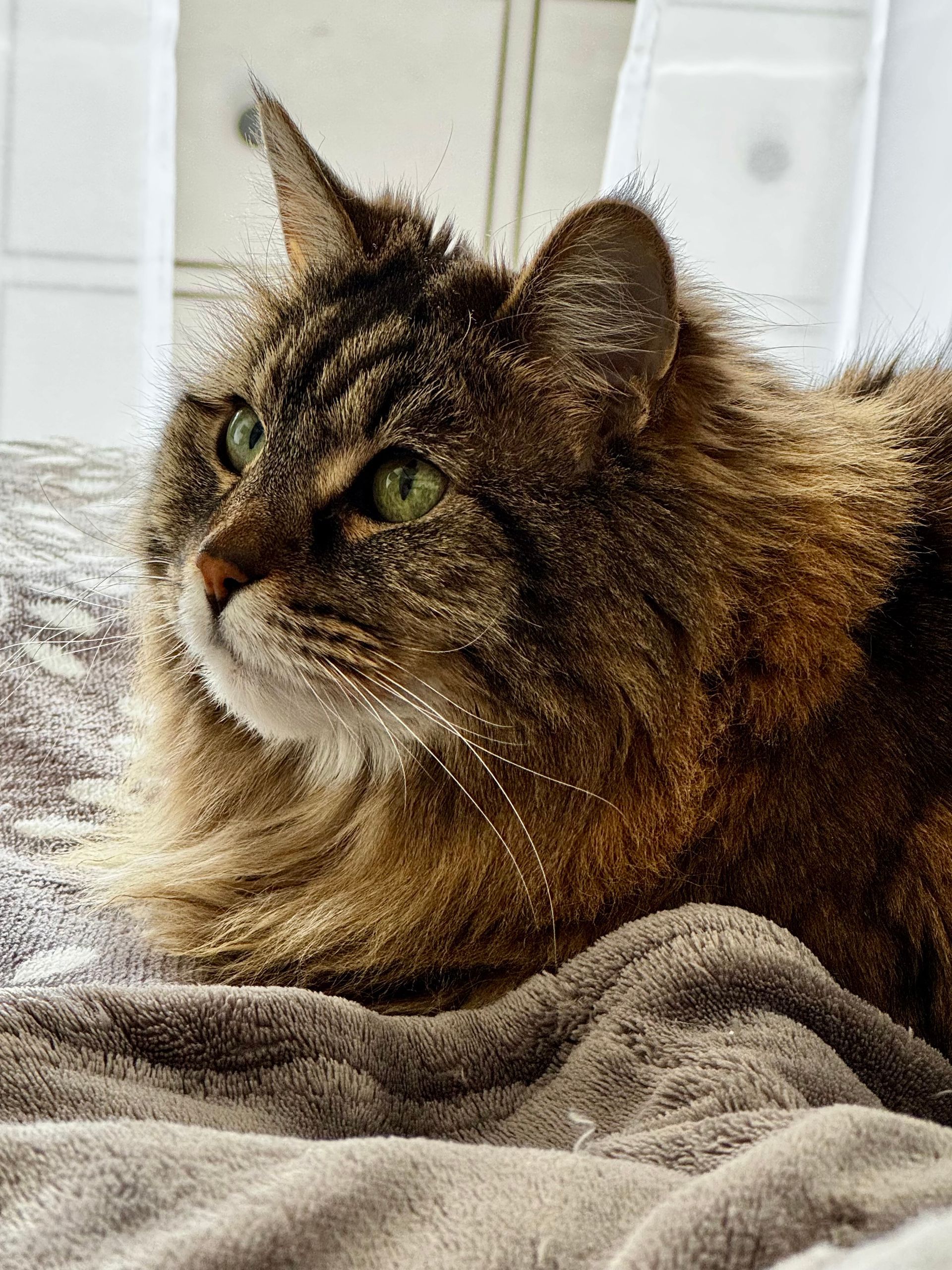 Rest in peace, Squeeks, yoga cat extraordinaire, lion in miniature, and my best friend of 15 years. 