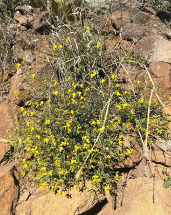A plant with yellow flowers is growing on a rocky hillside