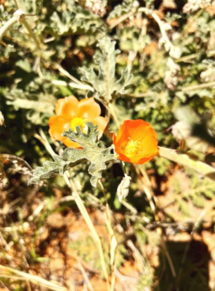 A close up of a flower with a yellow center on a plant.