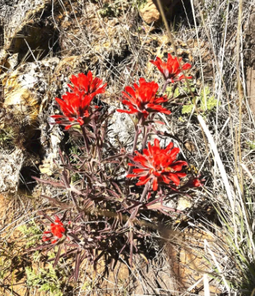 A bunch of red flowers are growing on a rocky hillside