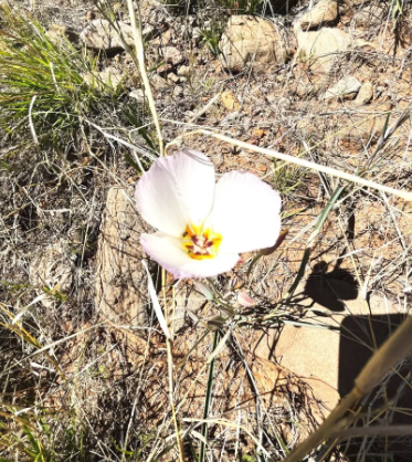 A small white flower with a yellow center is growing in the dirt