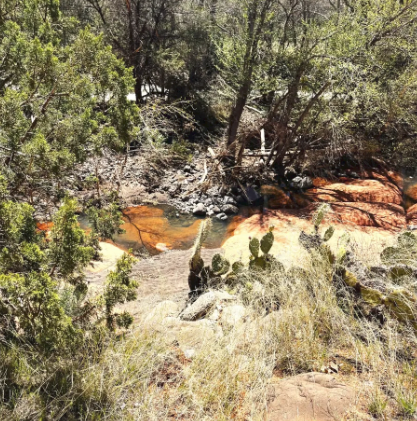 A river runs through a lush green forest surrounded by trees and cactus.
