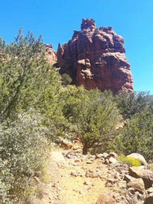 A rock formation with a face on it is surrounded by trees and rocks