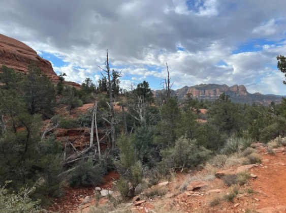 A desert landscape with trees and mountains in the background