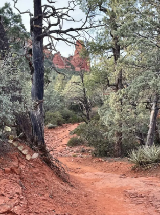 A dirt path in the middle of a forest surrounded by trees.