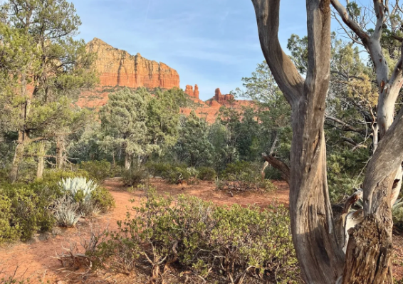 A tree in the middle of a desert with a mountain in the background.