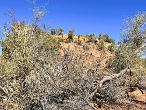A desert landscape with trees and bushes and a mountain in the background.