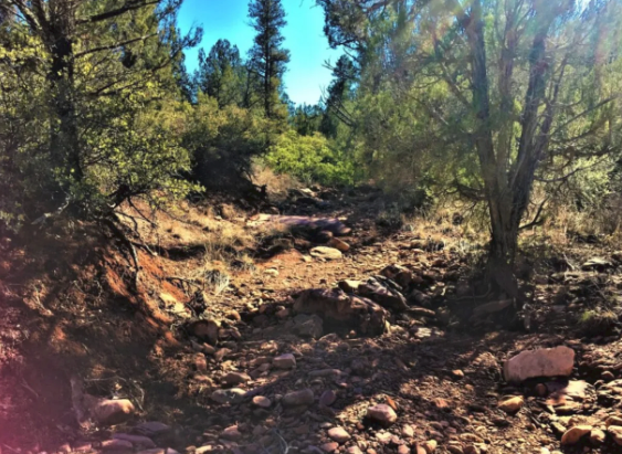 A blurred image of a forest with trees and rocks
