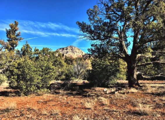 A tree in the middle of a field with a mountain in the background.