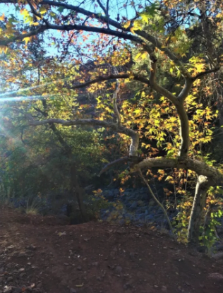 A tree with a lot of branches and leaves