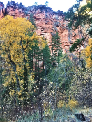 Trees with yellow leaves in front of a rocky cliff