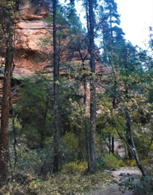 A dense forest with trees and rocks in the background