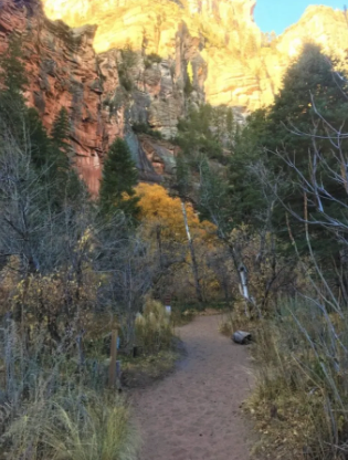 A dirt path going through a forest with a mountain in the background.