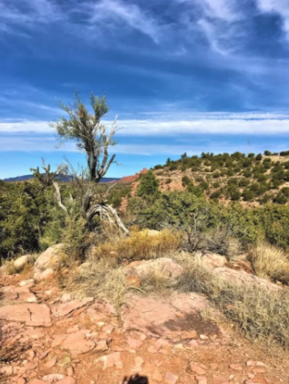 A tree is standing on top of a rocky hill in the desert.