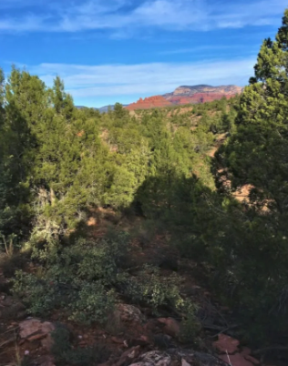 A blurry picture of a forest with mountains in the background