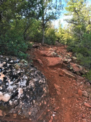 A rocky trail in the woods with trees and rocks