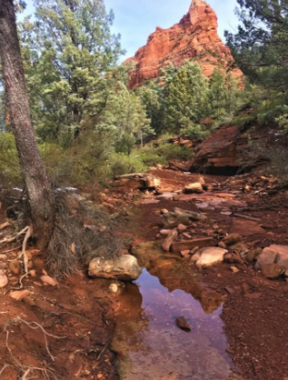 A stream running through a forest with trees and rocks
