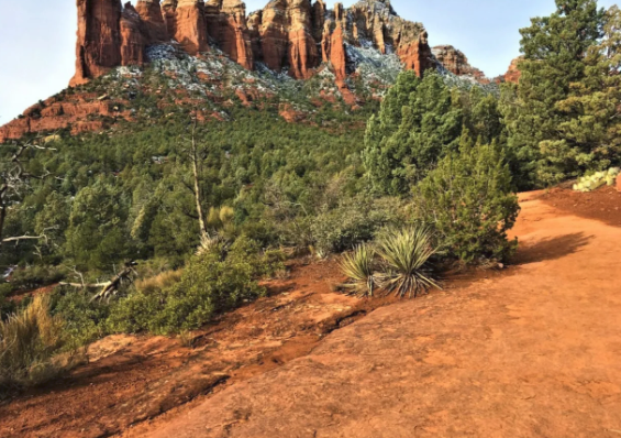A dirt road in the middle of a forest with a mountain in the background.