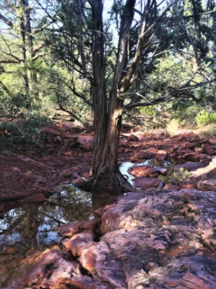 A tree is standing in the middle of a river surrounded by rocks.