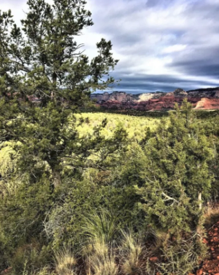 A tree in the middle of a field with mountains in the background
