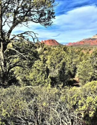 A tree in the middle of a forest with mountains in the background