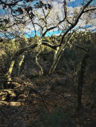 A forest with trees without leaves and a blue sky