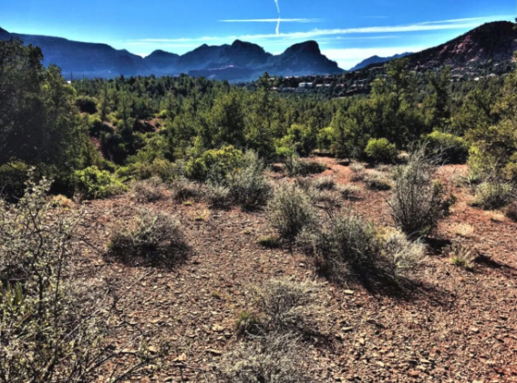 A desert landscape with mountains in the background and trees in the foreground