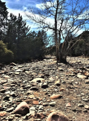 A rocky area with trees in the background and a blue sky