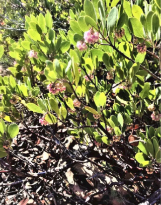A bush with pink flowers and green leaves