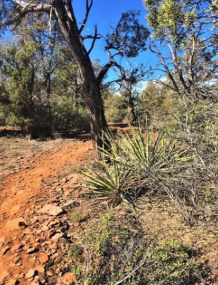 A tree in the middle of a dirt road