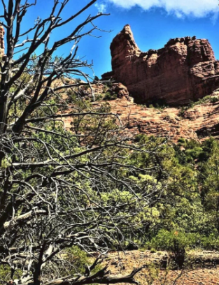 A tree with a rock formation in the background