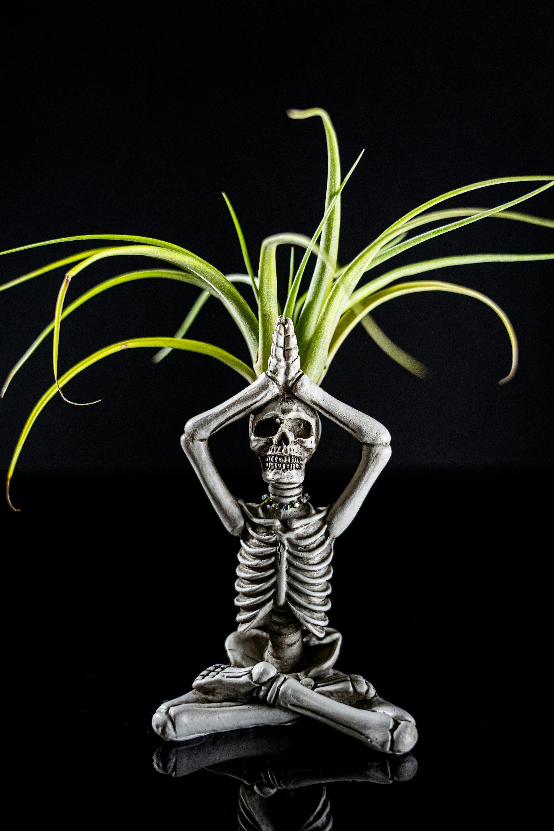Skeleton in lotus pose