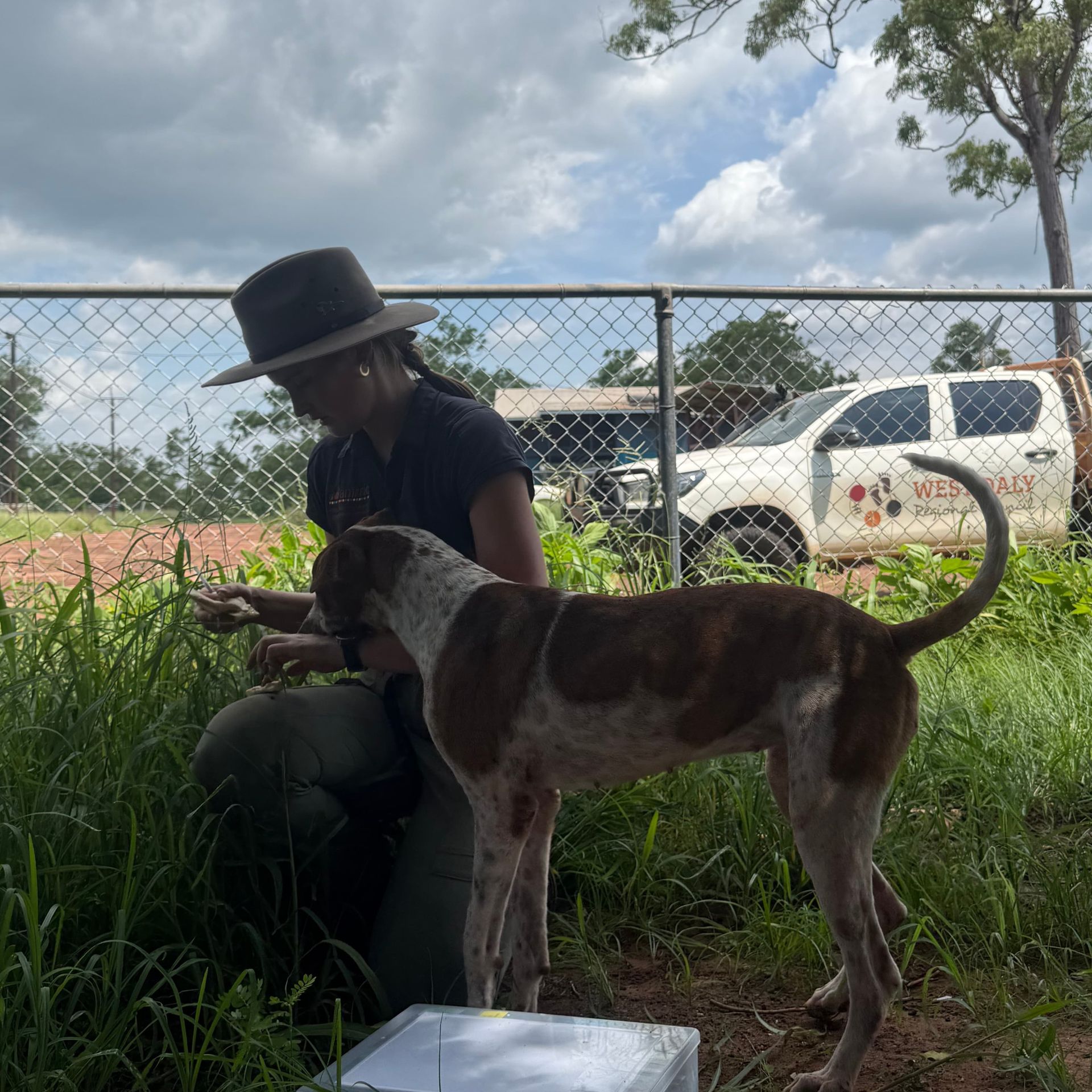 Woman with a dog near a fence; outdoors. Dog is brown and white. Woman wears a hat, and kneels, touching grass.