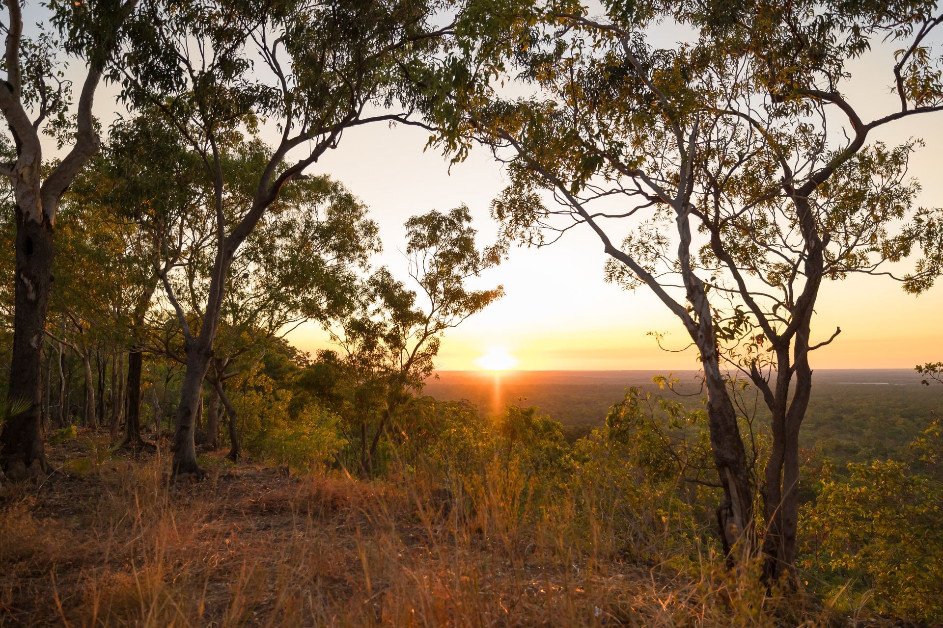 Sunrise through trees over a vast landscape. Golden light bathes the scene.