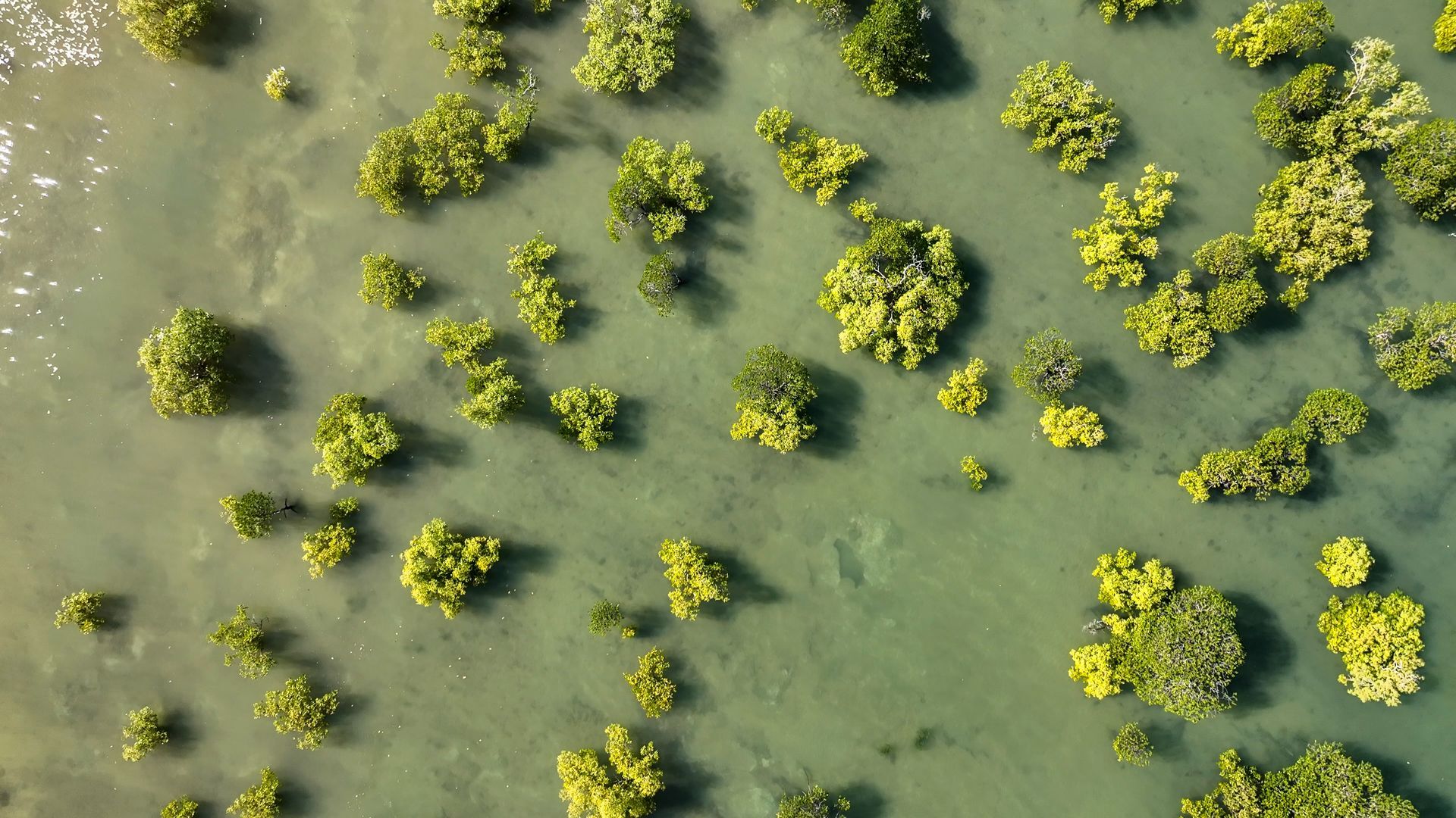 Aerial view of a shallow body of water with scattered patches of green, shrub-like vegetation.