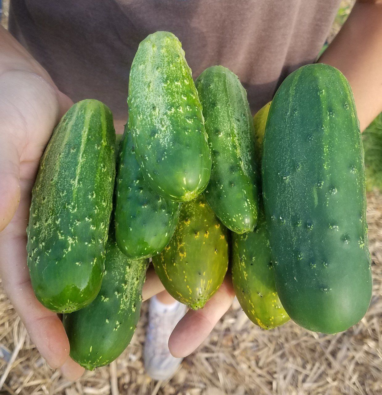 A person is holding a bunch of green cucumbers in their hands